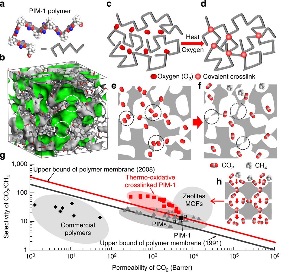 Controlled thermal oxidative crosslinking of polymers of intrinsic  microporosity towards tunable molecular sieve membranes | Nature  Communications
