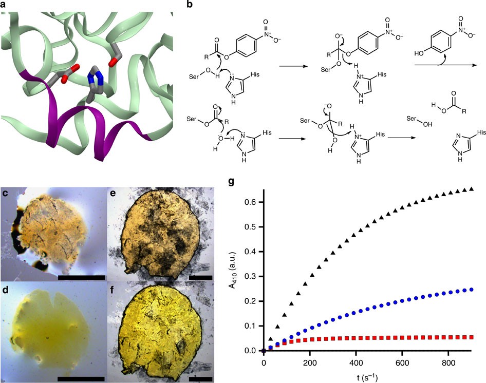 Enzyme Activity In Liquid Lipase Melts As A Step Towards Solvent Free Biology At 150 C Nature Communications