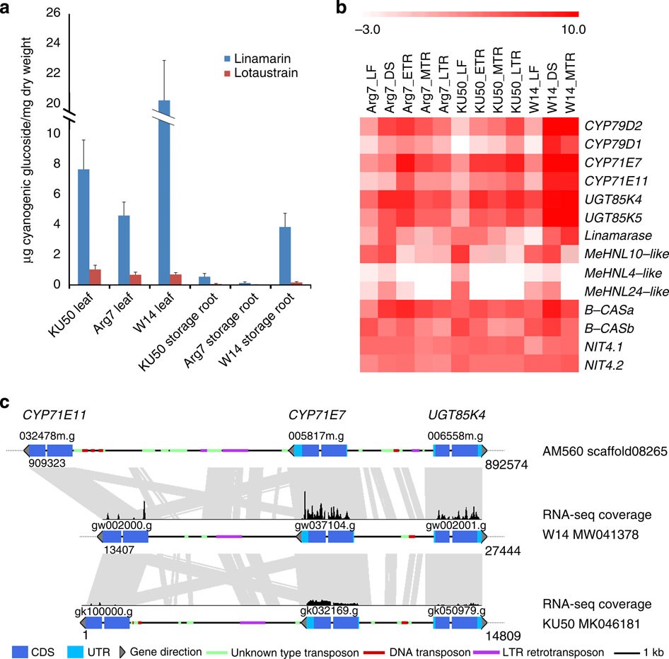 Figure 3: Cyanogenesis differentiation between wild and cultivated cassava.