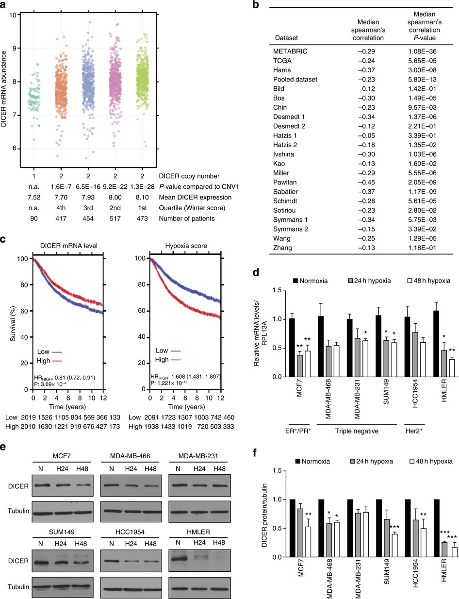 Hypoxia Promotes Stem Cell Phenotypes And Poor Prognosis Through Epigenetic Regulation Of Dicer Nature Communications