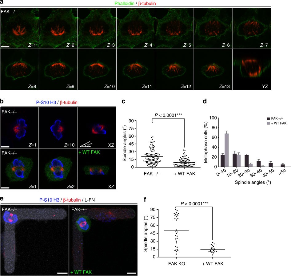 FAK transduces extracellular forces that orient the mitotic spindle and  control tissue morphogenesis | Nature Communications