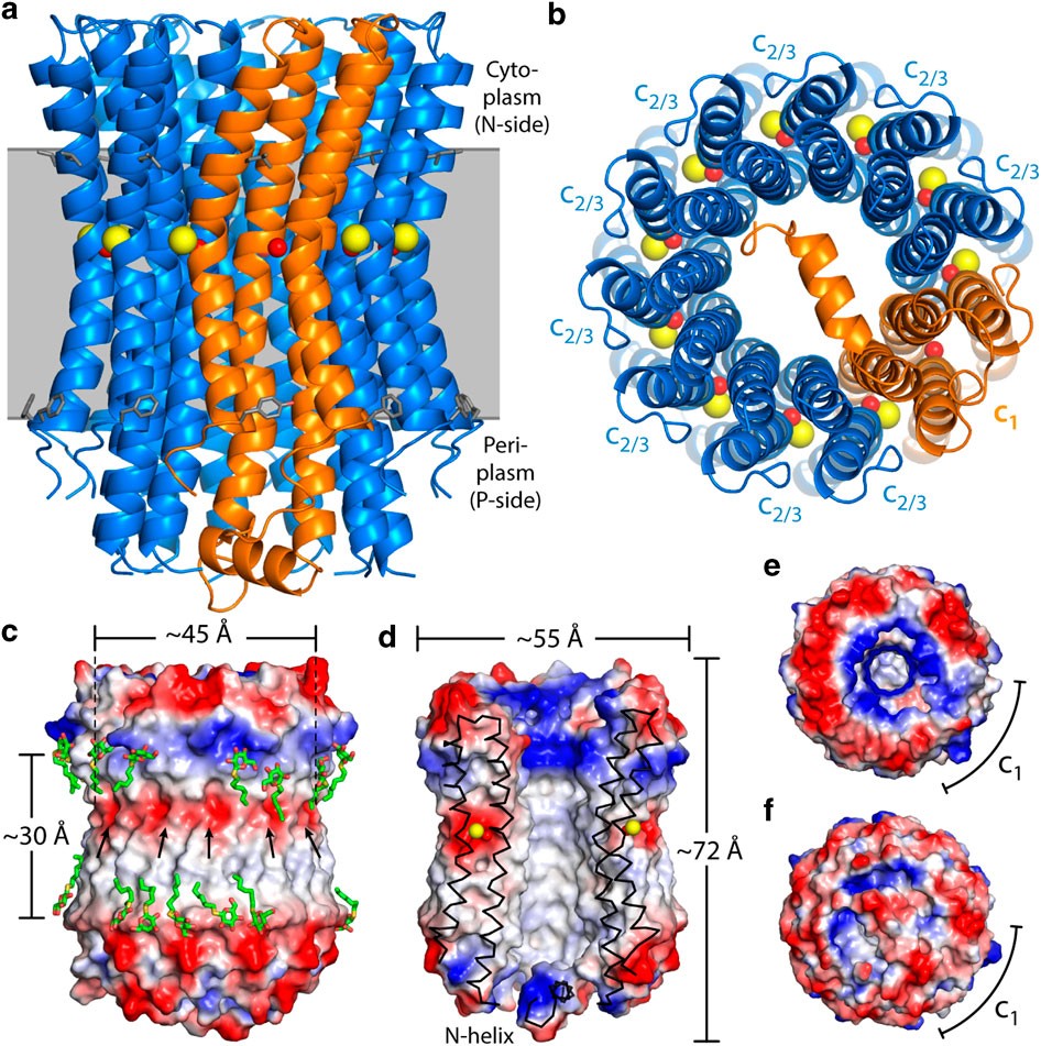 ATP synthesis - Encyclopedia of the Environment