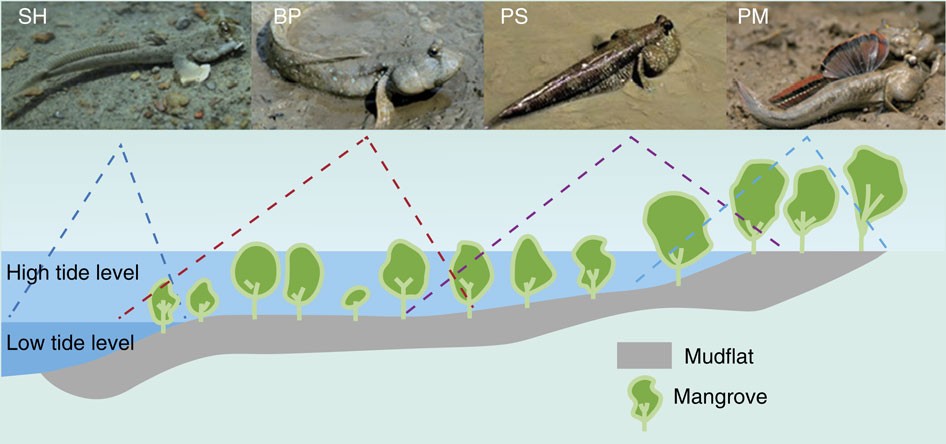 Mudskipper genomes provide insights into the terrestrial adaptation of  amphibious fishes | Nature Communications
