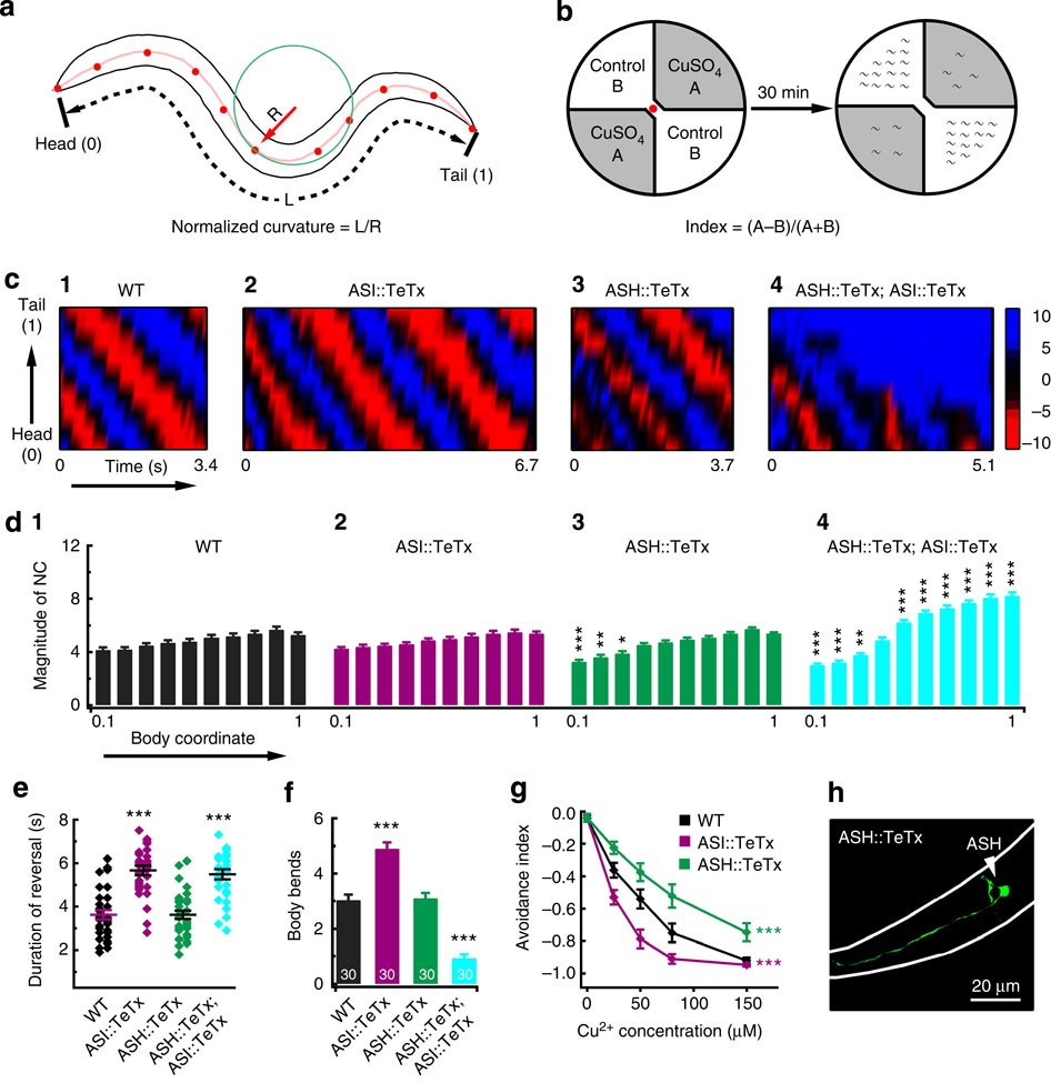 Reciprocal inhibition between sensory ASH and ASI neurons modulates  nociception and avoidance in Caenorhabditis elegans