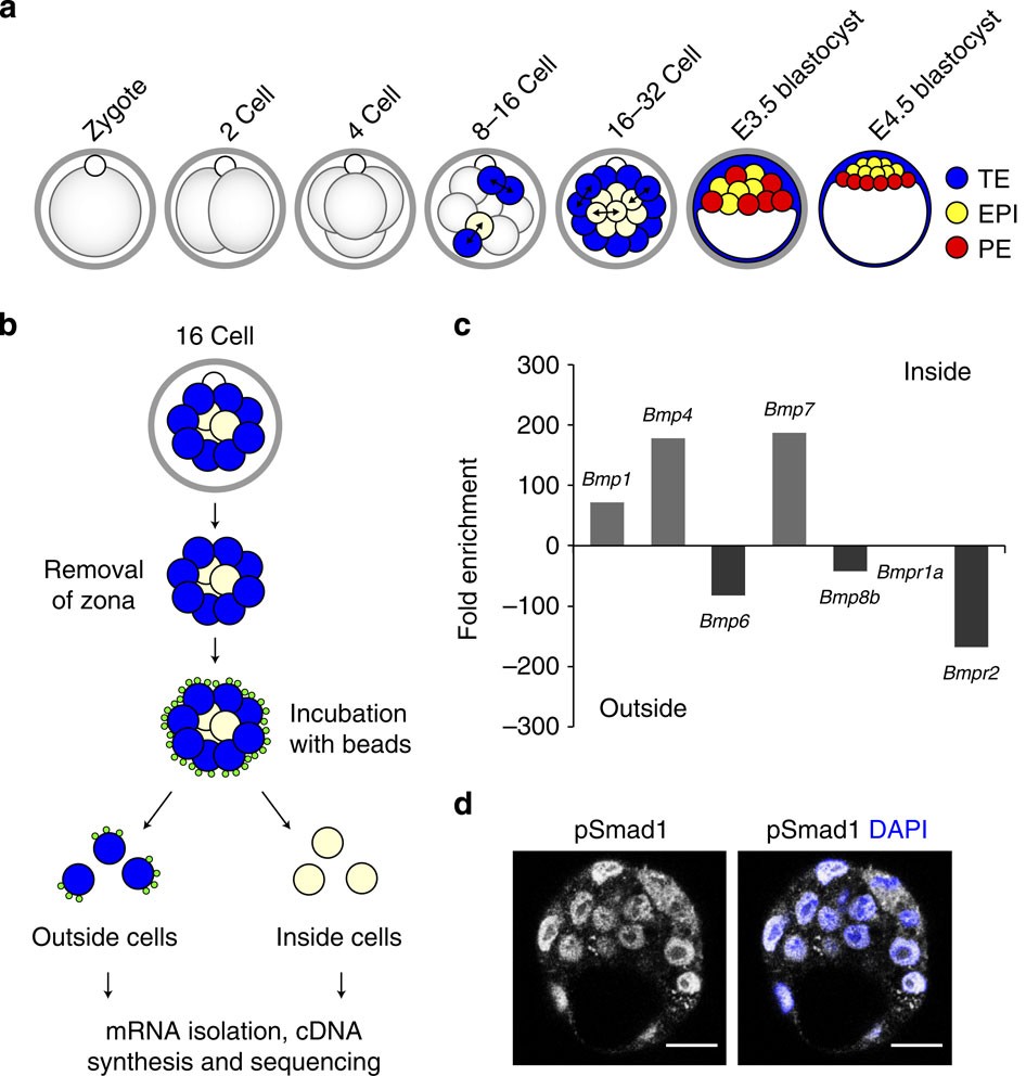 Bmp Signalling Regulates The Pre Implantation Development Of - 