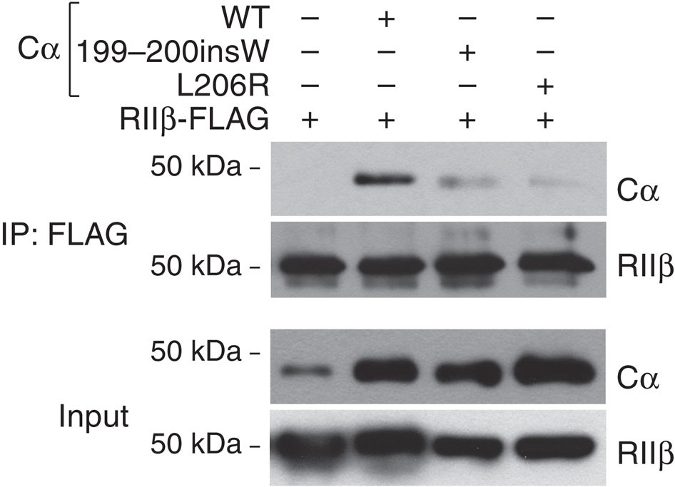 Figure 2: Effect of Leu206Arg and Leu199_Cys200insTrp mutations on the association with R subunits analysed by co-IP.
