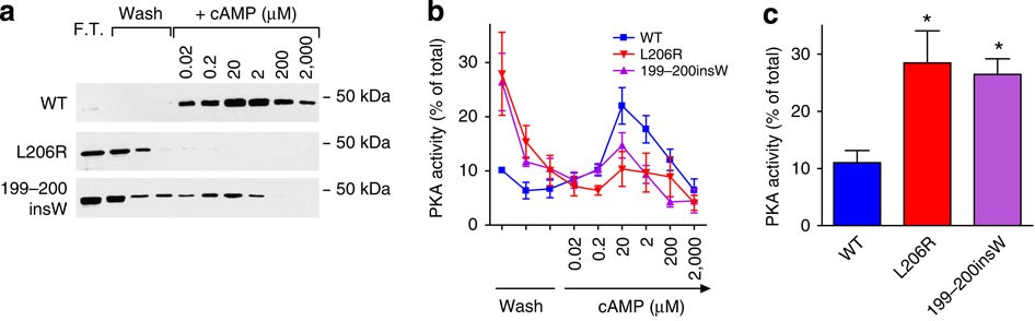 Figure 3: Effect of Leu206Arg and Leu199_Cys200insTrp mutations on the retention of Cα subunits on DEAE-Sephacel.