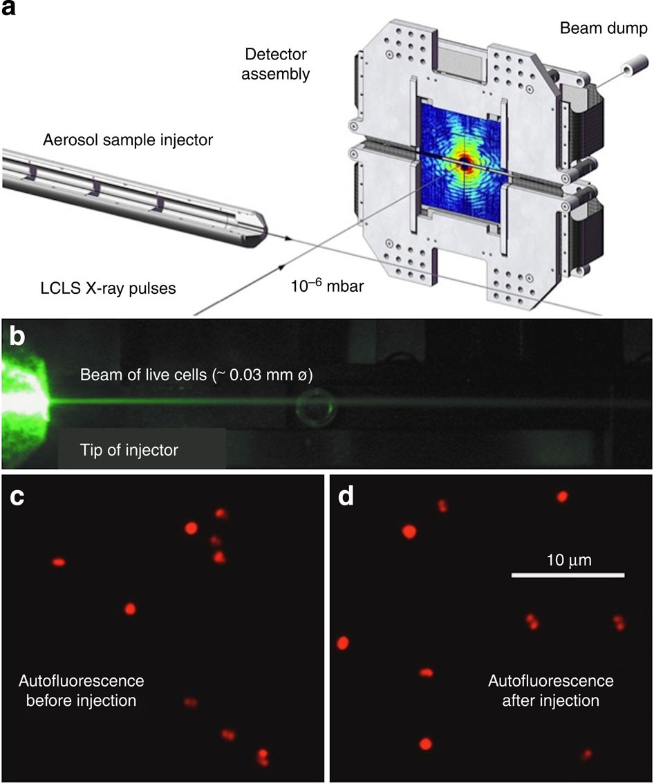 Imaging single cells in a beam of live cyanobacteria with an X-ray laser |  Nature Communications