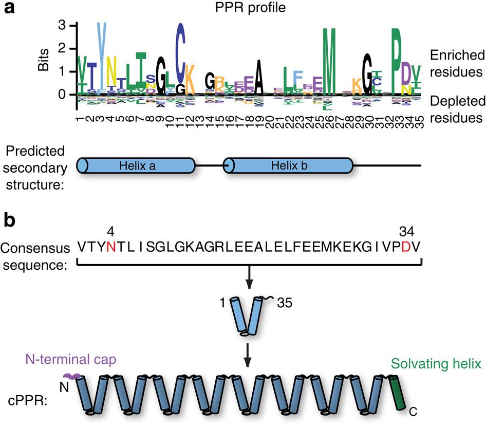 An artificial PPR scaffold for programmable RNA recognition | Nature  Communications