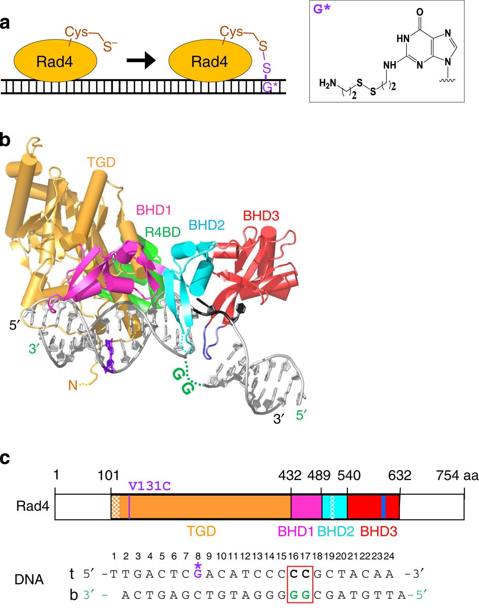 Kinetic Gating Mechanism Of Dna Damage Recognition By Rad4 Xpc Nature Communications