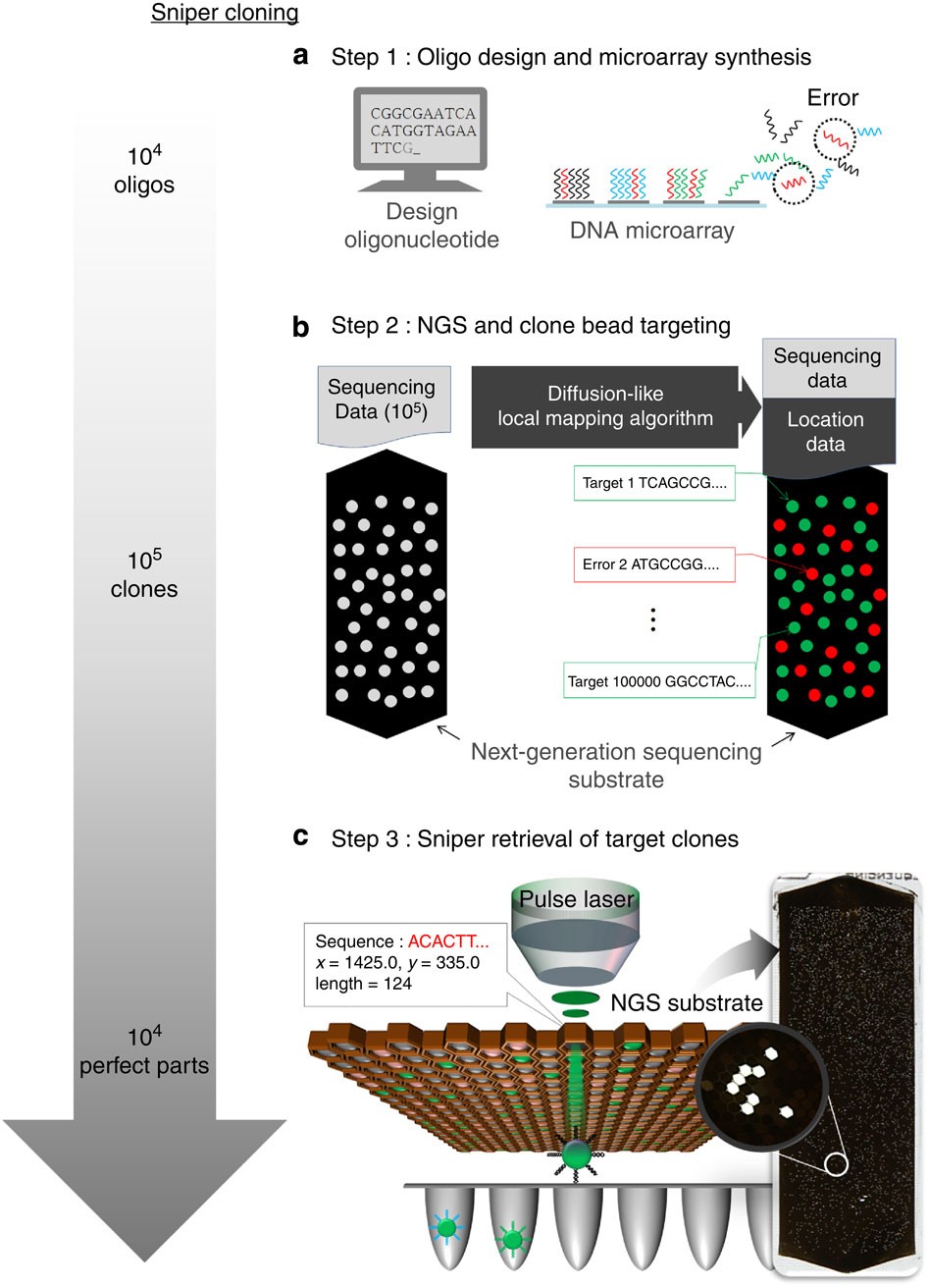 A high-throughput optomechanical retrieval method for sequence-verified  clonal DNA from the NGS platform | Nature Communications