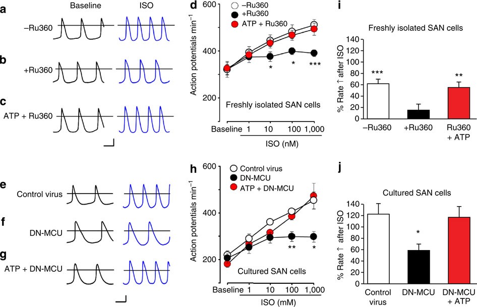 The Mitochondrial Uniporter Controls Fight Or Flight Heart Rate Increases Nature Communications The Mitochondrial Uniporter Controls Fight Or Flight Heart Rate Increases Nature Communications