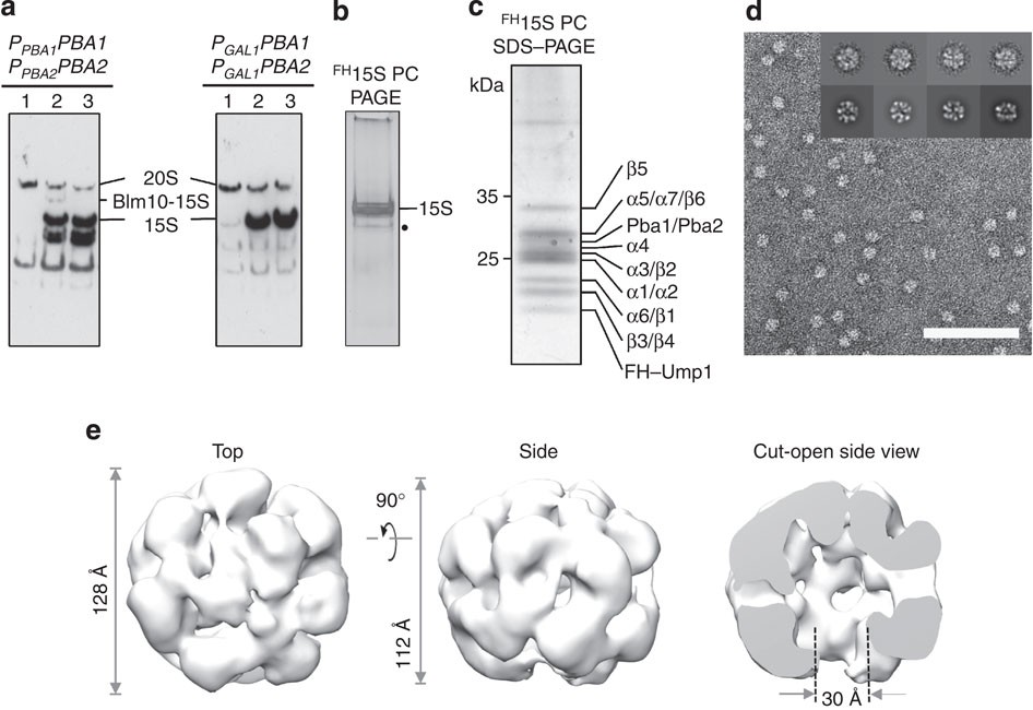 Proteasome Assembly From 15s Precursors Involves Major Conformational Changes And Recycling Of The Pba1 Pba2 Chaperone Nature Communications