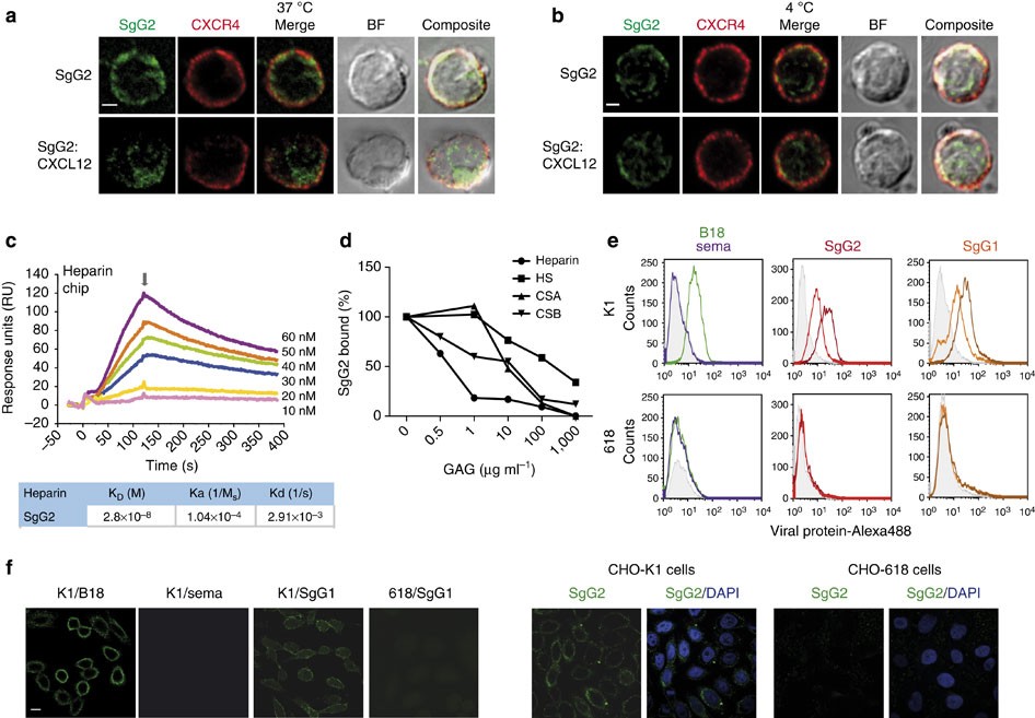 Herpes simplex virus enhances chemokine function through modulation of  receptor trafficking and oligomerization