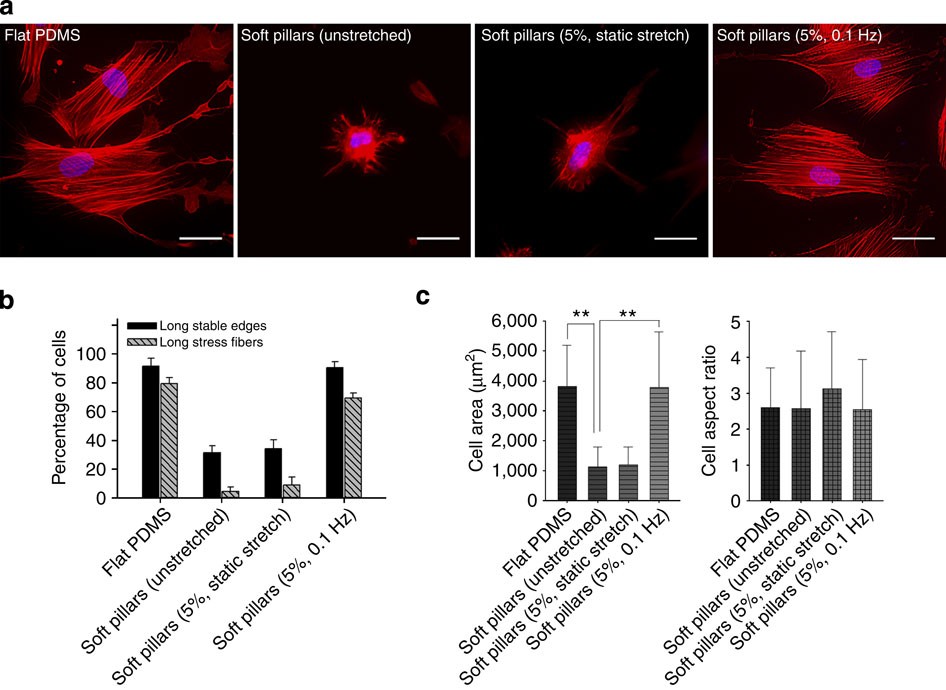 Cyclic stretching of soft substrates induces spreading and growth | Nature  Communications