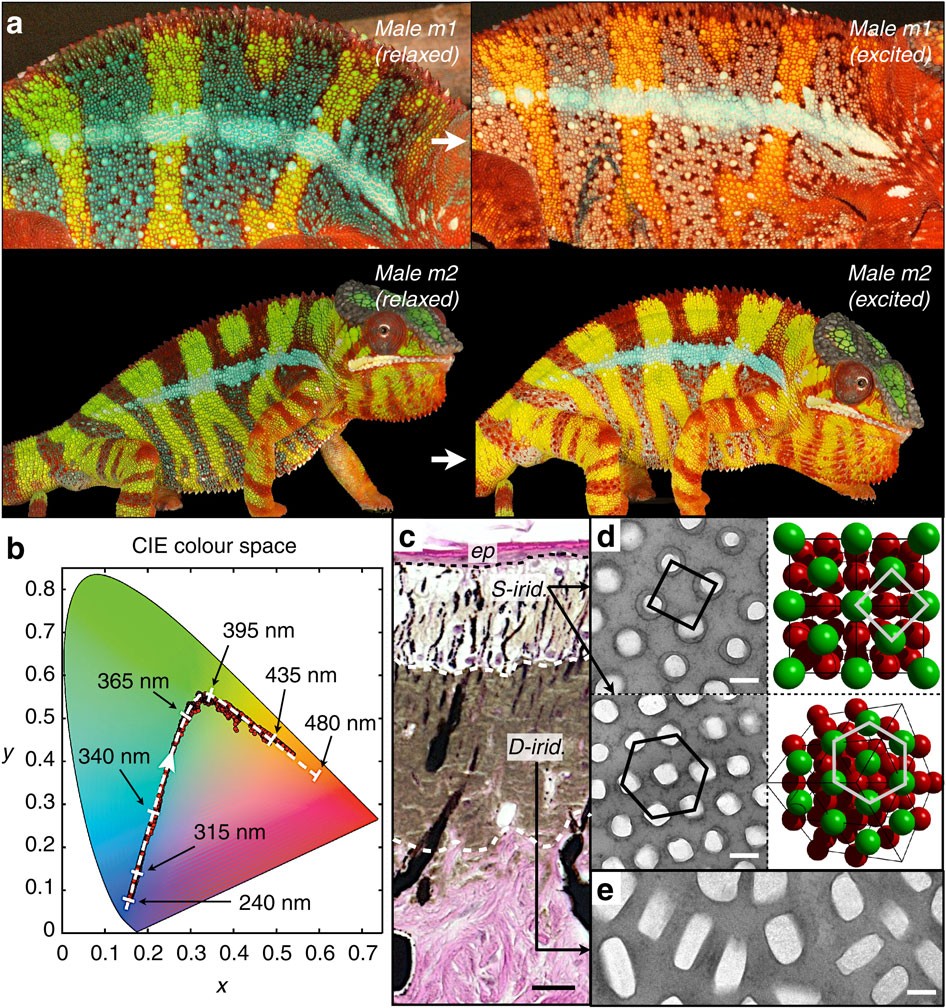 Photonic crystals cause active colour change in chameleons | Nature  Communications