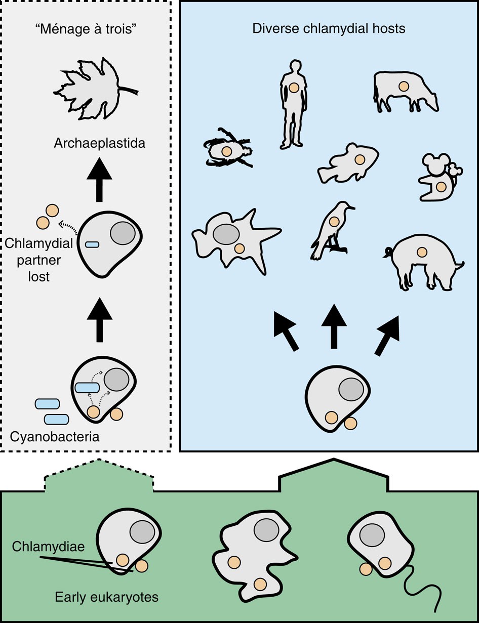 Figure 1: The evolutionary history of chlamydia–eukaryote interactions and the ménage à trois hypothesis for plastid establishment.
