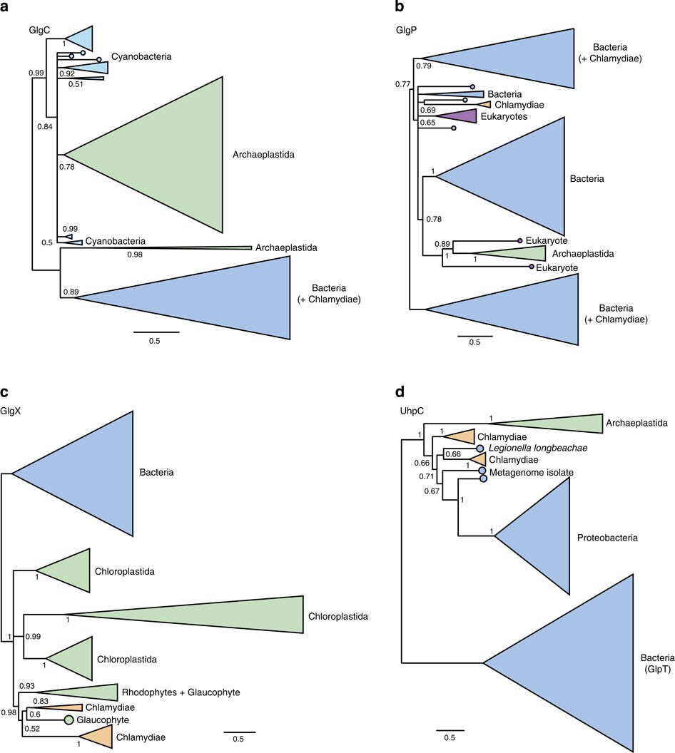 Figure 3: Single gene trees for key components of archaeplastidal carbohydrate metabolism implicated in the ménage à trois.