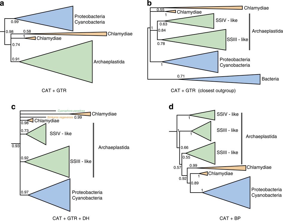 Figure 4: Phylogenetic analyses of the glycogen synthase GlgA.