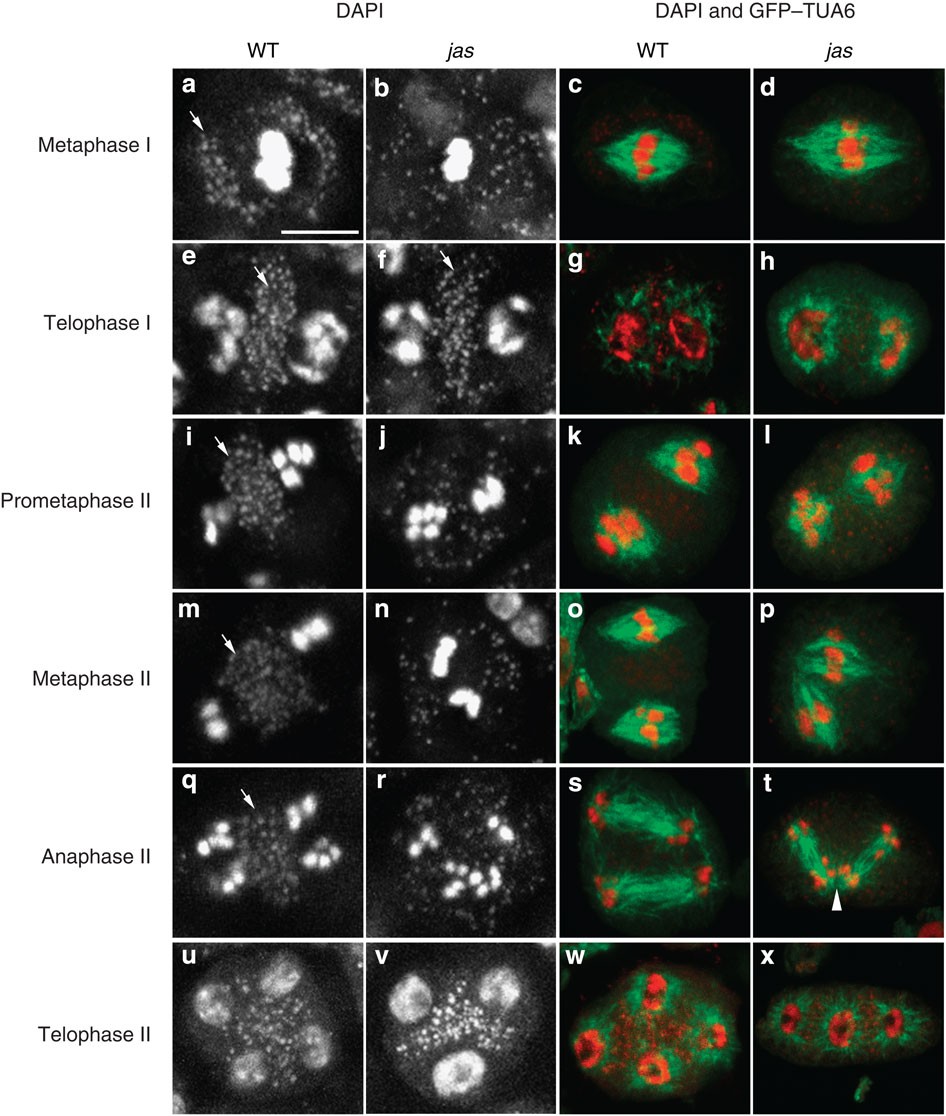 Organelles Maintain Spindle Position In Plant Meiosis Nature Communications