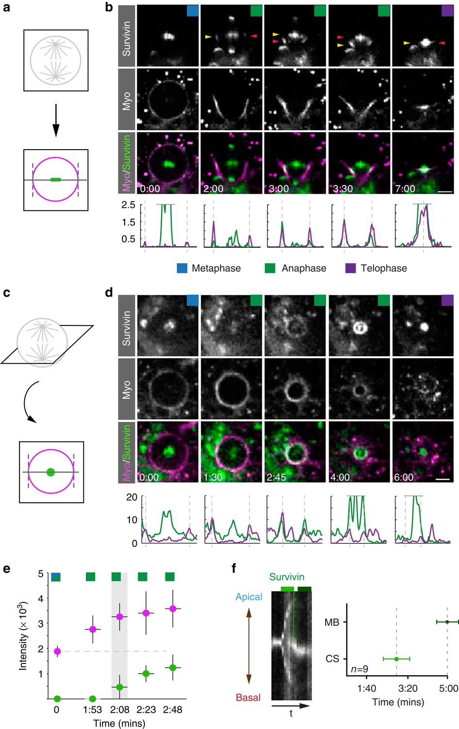 Asymmetrically dividing Drosophila neuroblasts utilize two spatially and  temporally independent cytokinesis pathways | Nature Communications