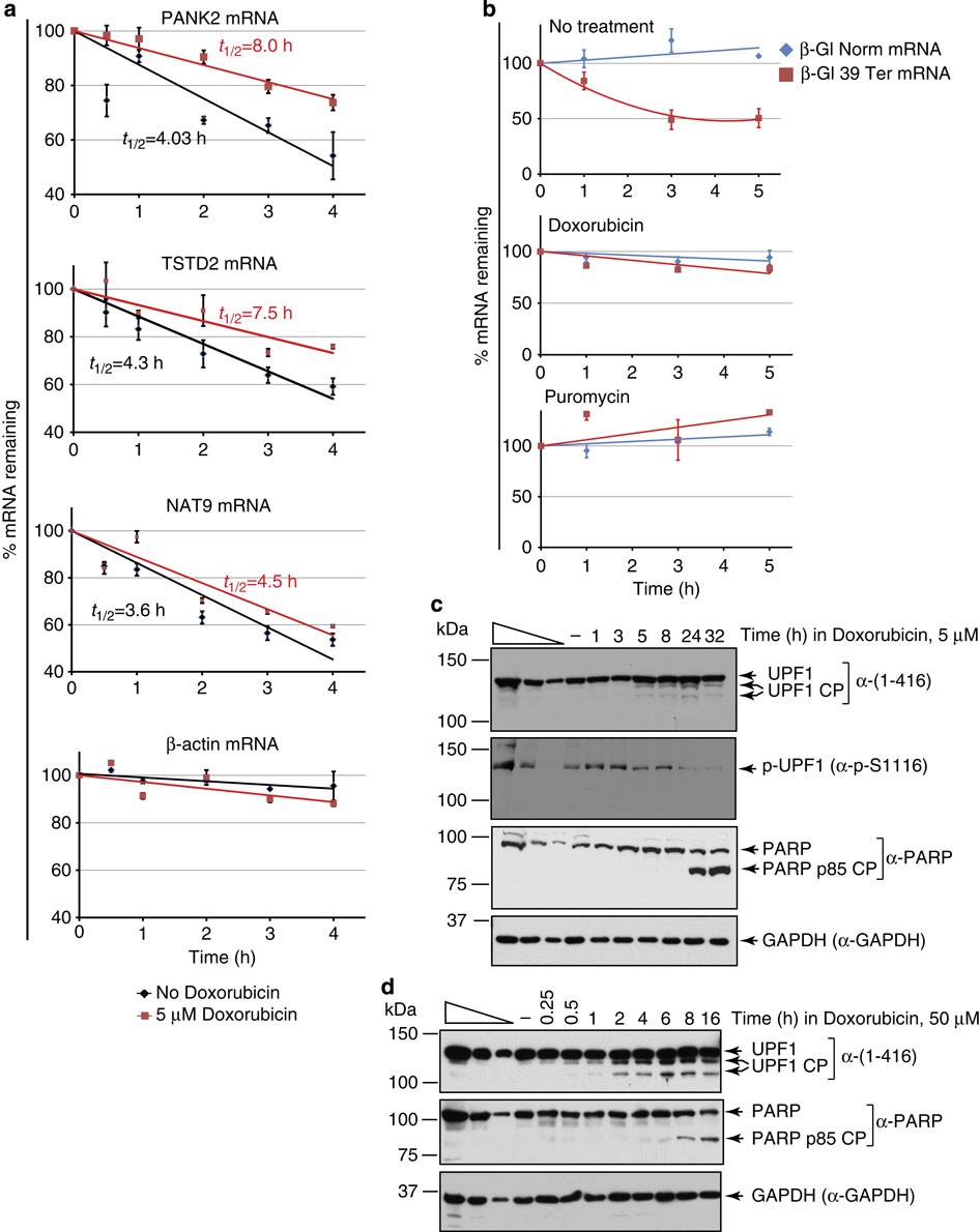 ishigaki glutathione review philippines 2015 Attenuation of nonsense-mediated mRNA decay facilitates the response to chemotherapeutics Is IV Vitamin Therapy