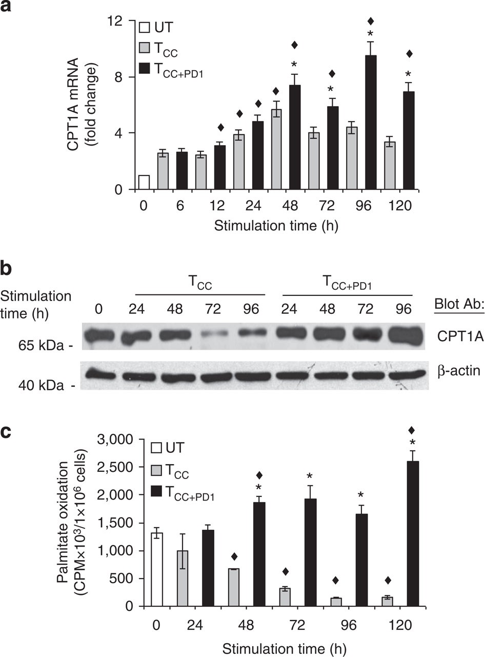 Figure 3: PD-1 induces upregulation of CPT1A and fatty acid β-oxidation.