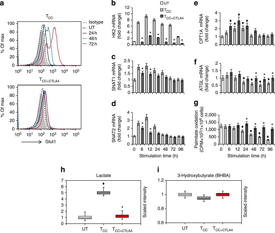 Figure 7: CTLA-4 inhibits glycolytic reprogramming without increasing the rate of fatty acid β-oxidation.