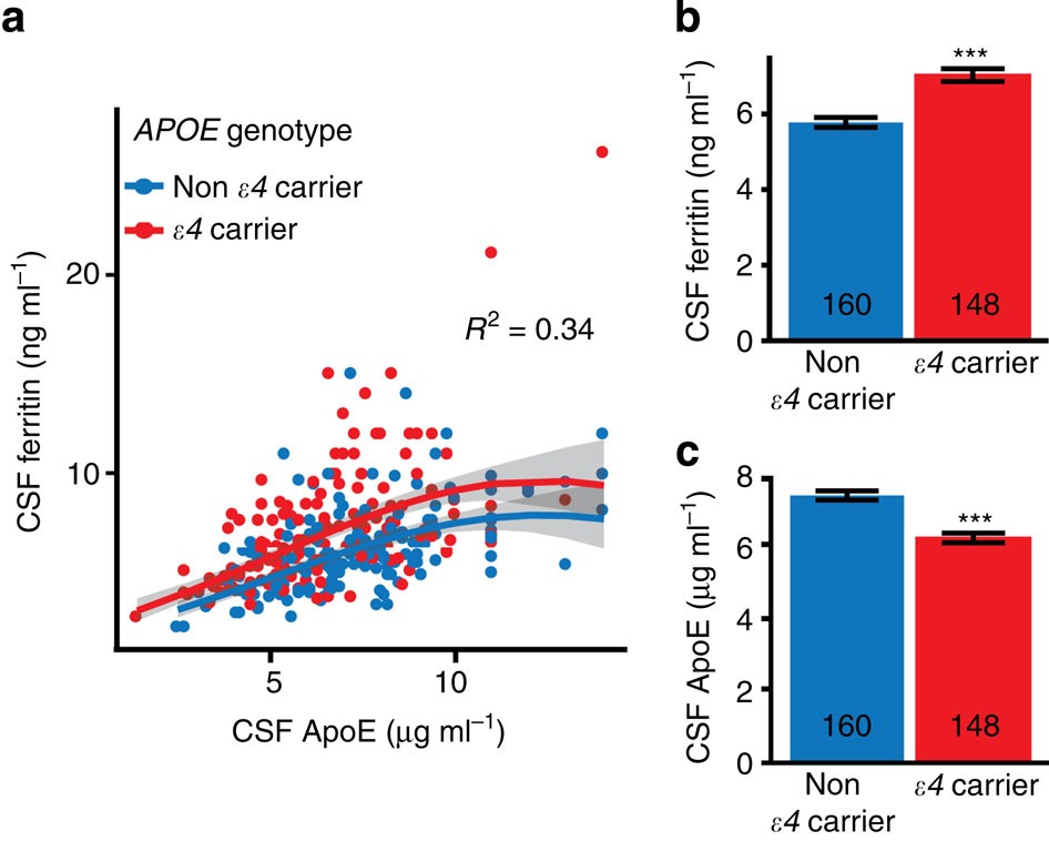 Ferritin levels in the cerebrospinal fluid predict Alzheimer's disease  outcomes and are regulated by APOE | Nature Communications