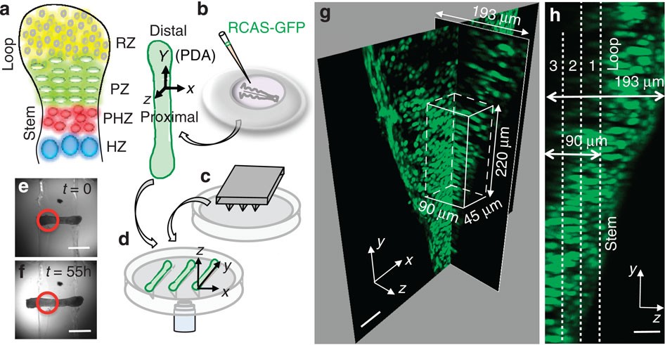 Dynamic imaging of the growth plate cartilage reveals multiple ...