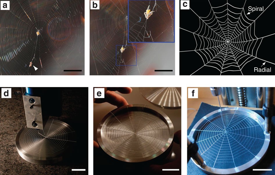 Structural optimization of 3D-printed synthetic spider webs for high  strength | Nature Communications