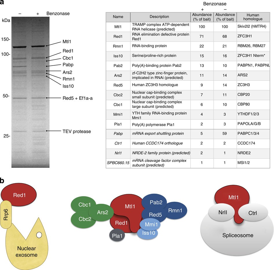 The fission yeast MTREC complex targets CUTs and unspliced pre-mRNAs to the  nuclear exosome | Nature Communications