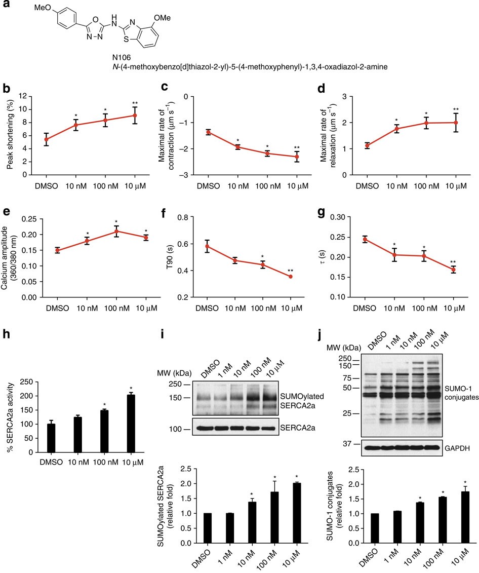 Small-molecule activation of SERCA2a SUMOylation for the treatment of heart  failure | Nature Communications