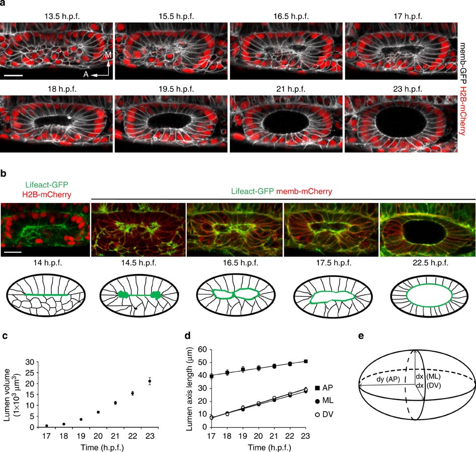 which type of tissue would have a higher mitotic index