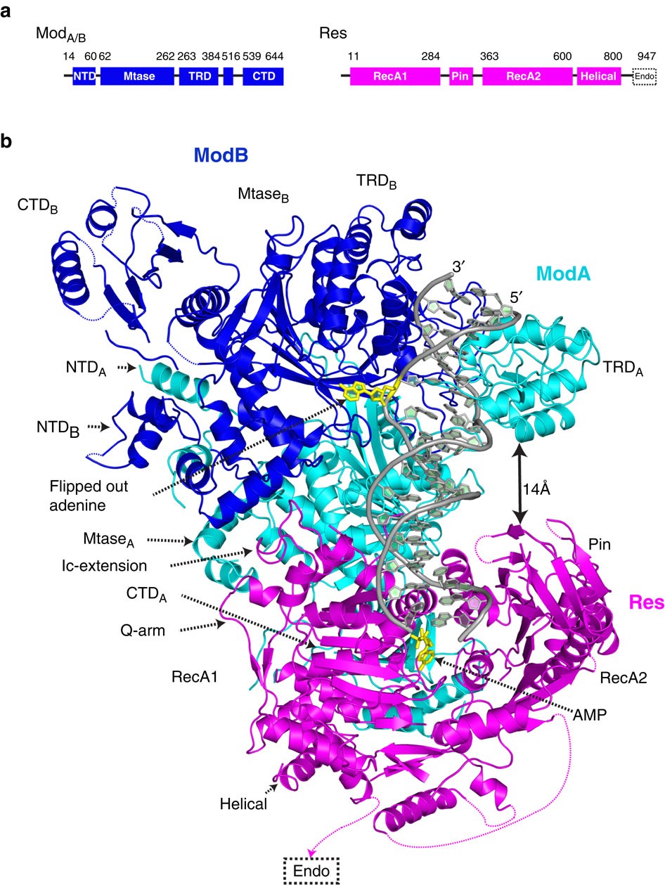 Structural basis of asymmetric DNA methylation and ATP-triggered long-range  diffusion by EcoP15I | Nature Communications