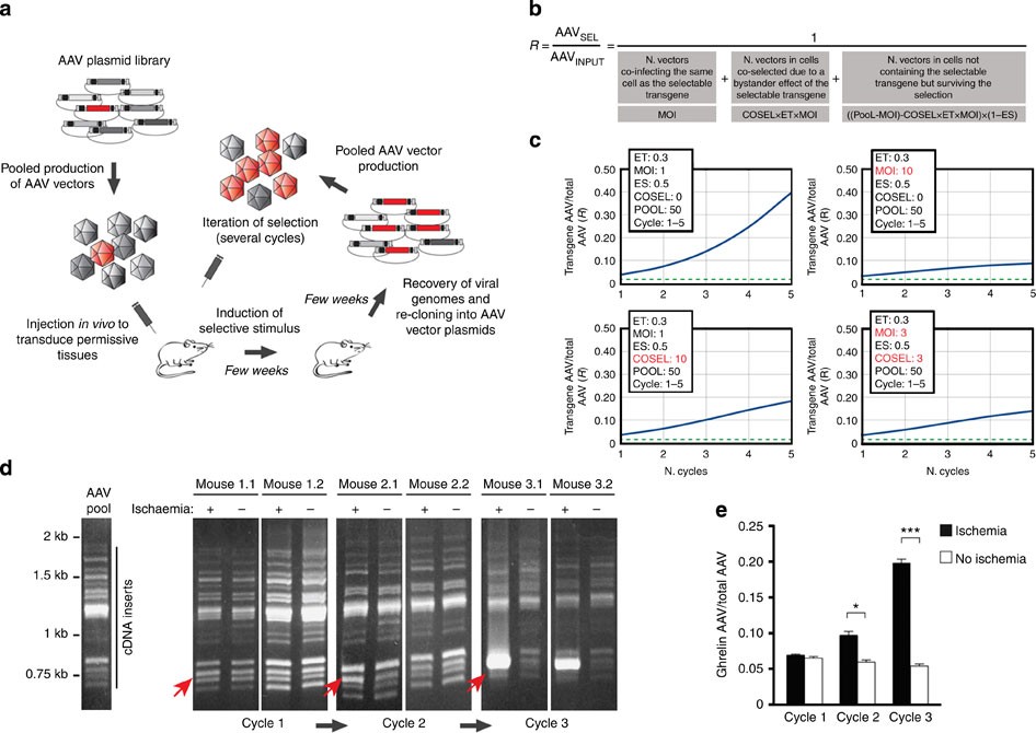 AAV-mediated in vivo functional selection of tissue-protective factors  against ischaemia | Nature Communications
