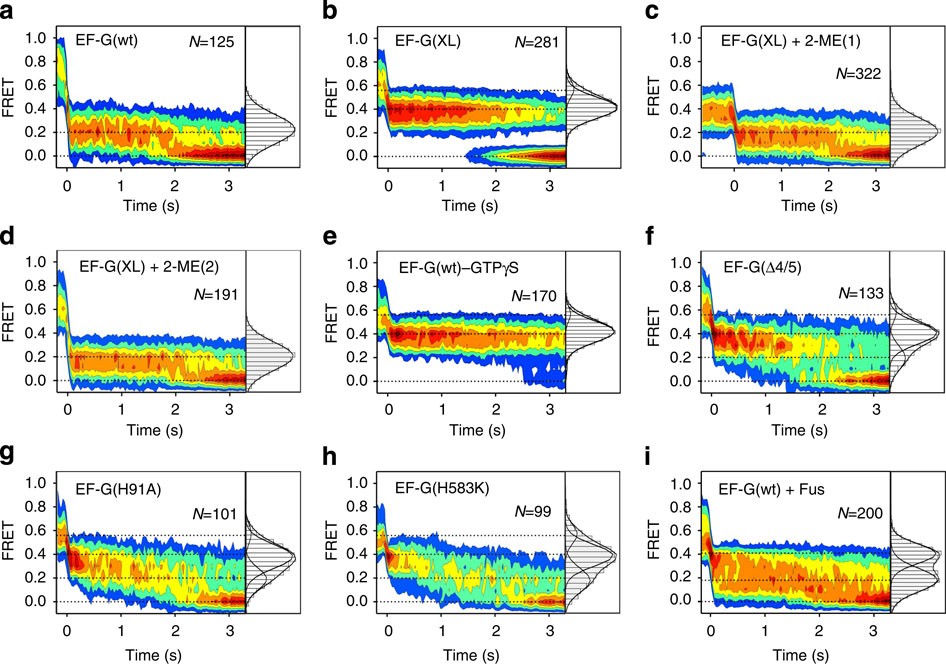 Figure 3: FRET changes during translocation.