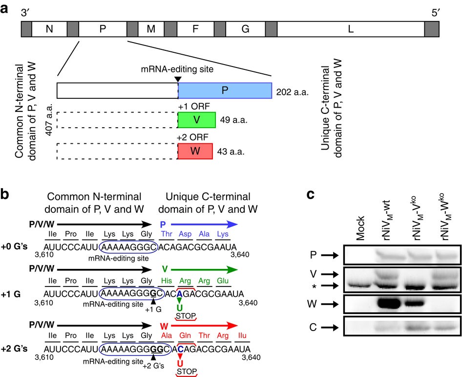 The Immunomodulating V And W Proteins Of Nipah Virus Determine Disease Course Nature Communications The Immunomodulating V And W Proteins Of Nipah Virus Determine Disease Course Nature Communications