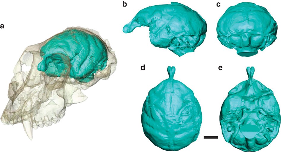 Cerebral complexity preceded enlarged brain size and reduced olfactory  bulbs in Old World monkeys | Nature Communications