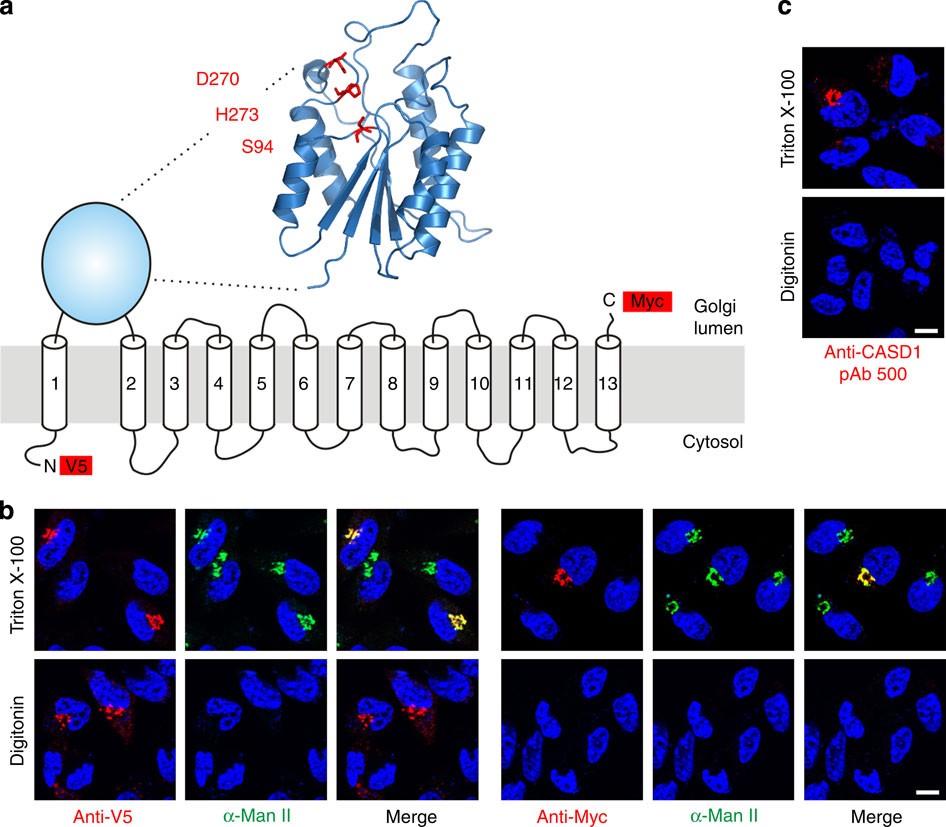 9 O Acetylation Of Sialic Acids Is Catalysed By Casd1 Via A Covalent Acetyl Enzyme Intermediate Nature Communications 9 O Acetylation Of Sialic Acids Is Catalysed By Casd1 Via A Covalent Acetyl Enzyme Intermediate Nature Communications