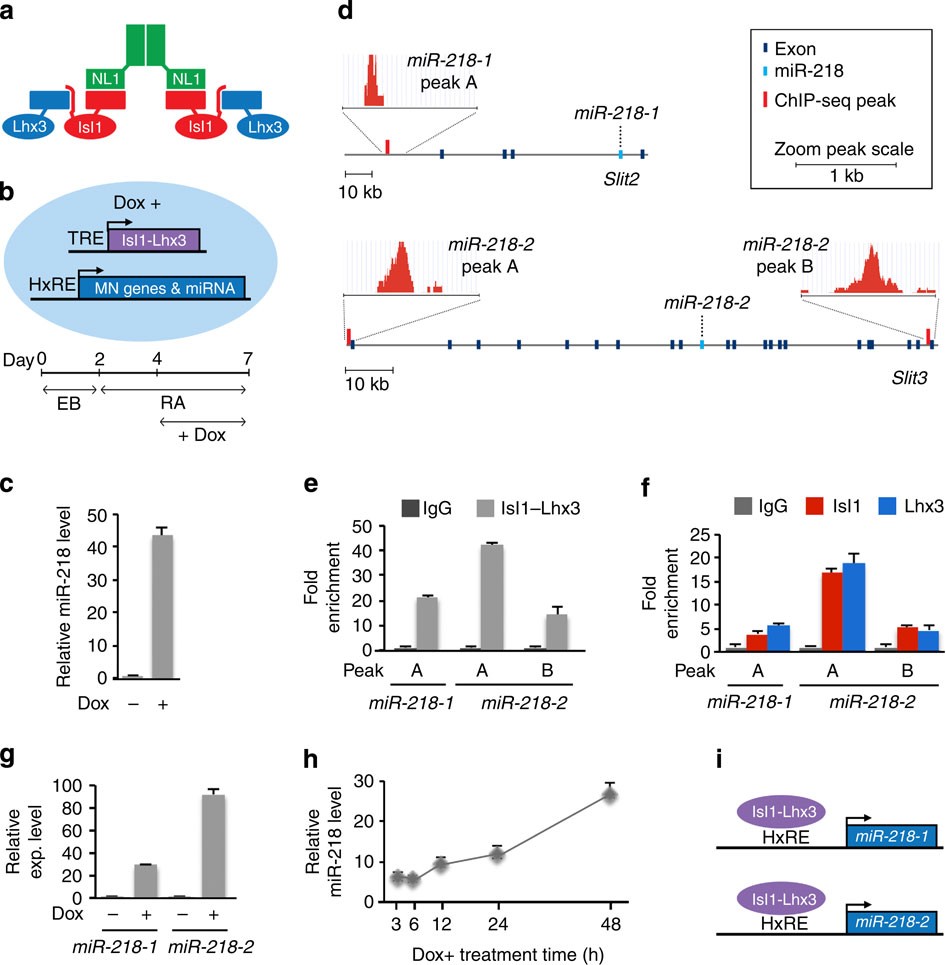 Mir 218 Is Essential To Establish Motor Neuron Fate As A Downstream Effector Of Isl1 Lhx3 Nature Communications