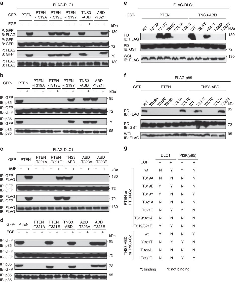 Figure 3: Two equivalent residues in TNS3 and PTEN dictate the binding specificity.