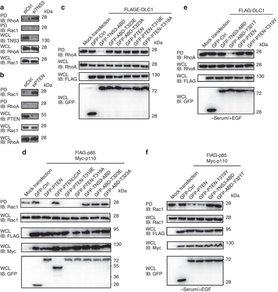 Figure 4: Effects of the P-switch on the global activities of RhoA and Rac1.