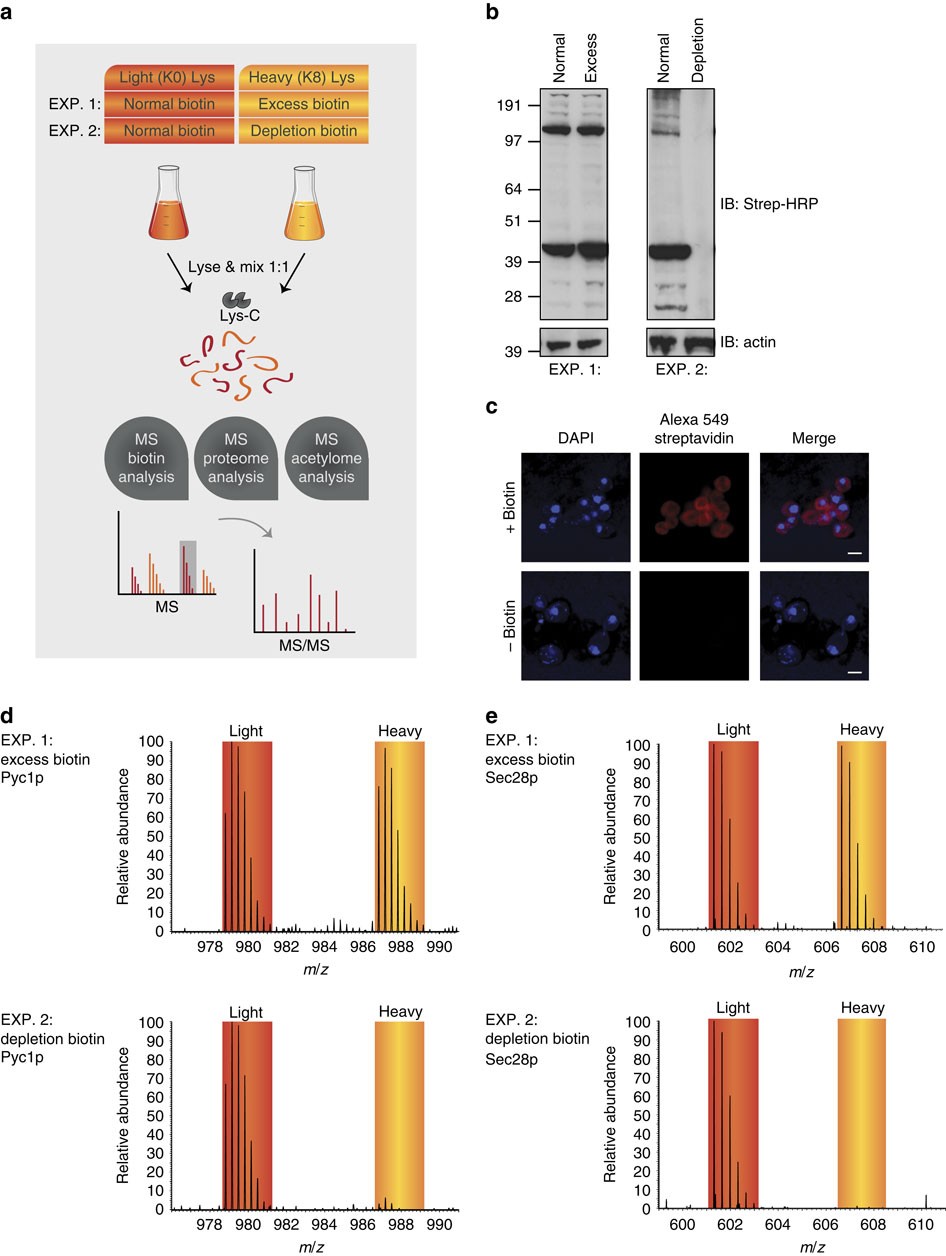 Biotin starvation causes mitochondrial protein hyperacetylation and partial  rescue by the SIRT3-like deacetylase Hst4p | Nature Communications