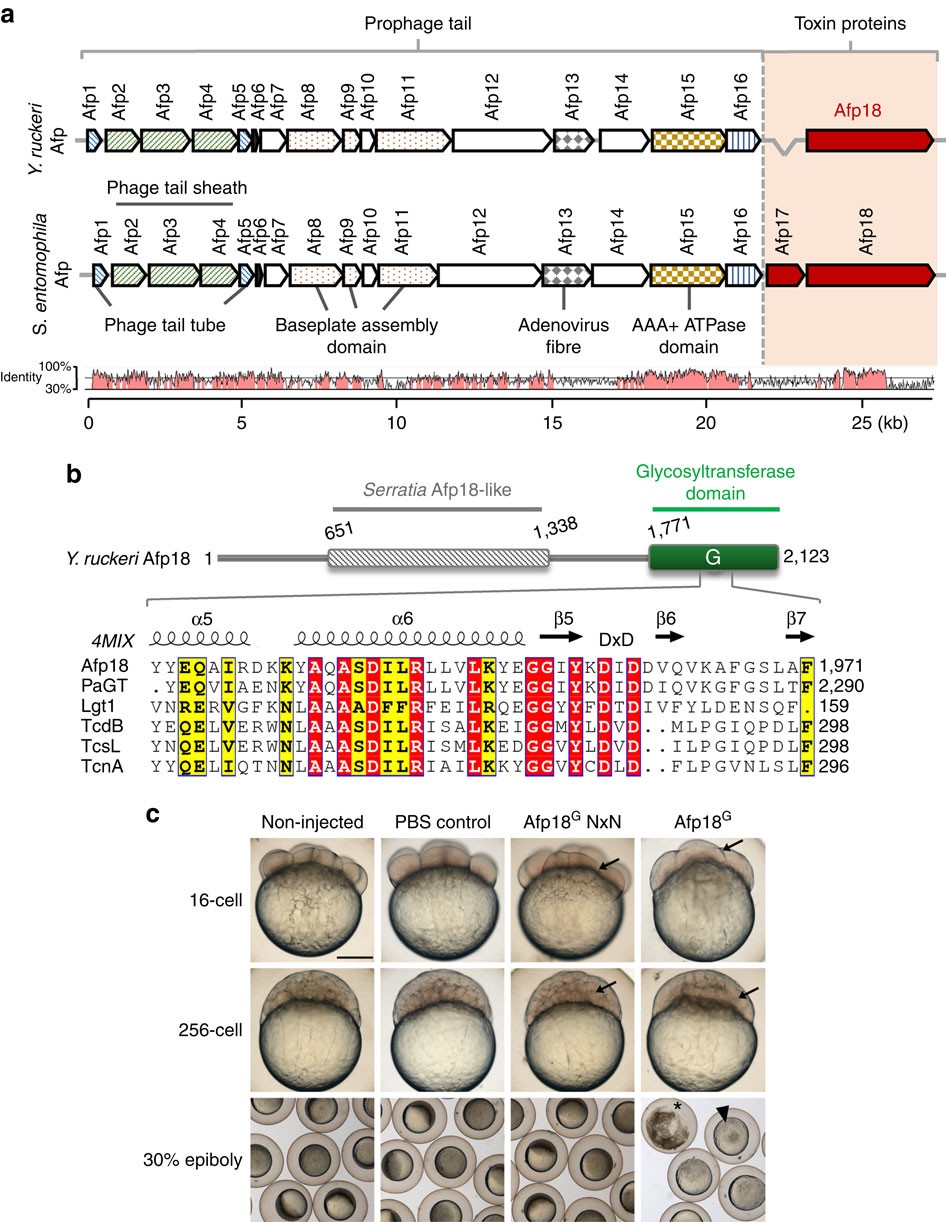 Tyrosine Glycosylation Of Rho By Yersinia Toxin Impairs Blastomere Cell Behaviour In Zebrafish Embryos Nature Communications Tyrosine Glycosylation Of Rho By Yersinia Toxin Impairs Blastomere Cell Behaviour In Zebrafish Embryos Nature Communications