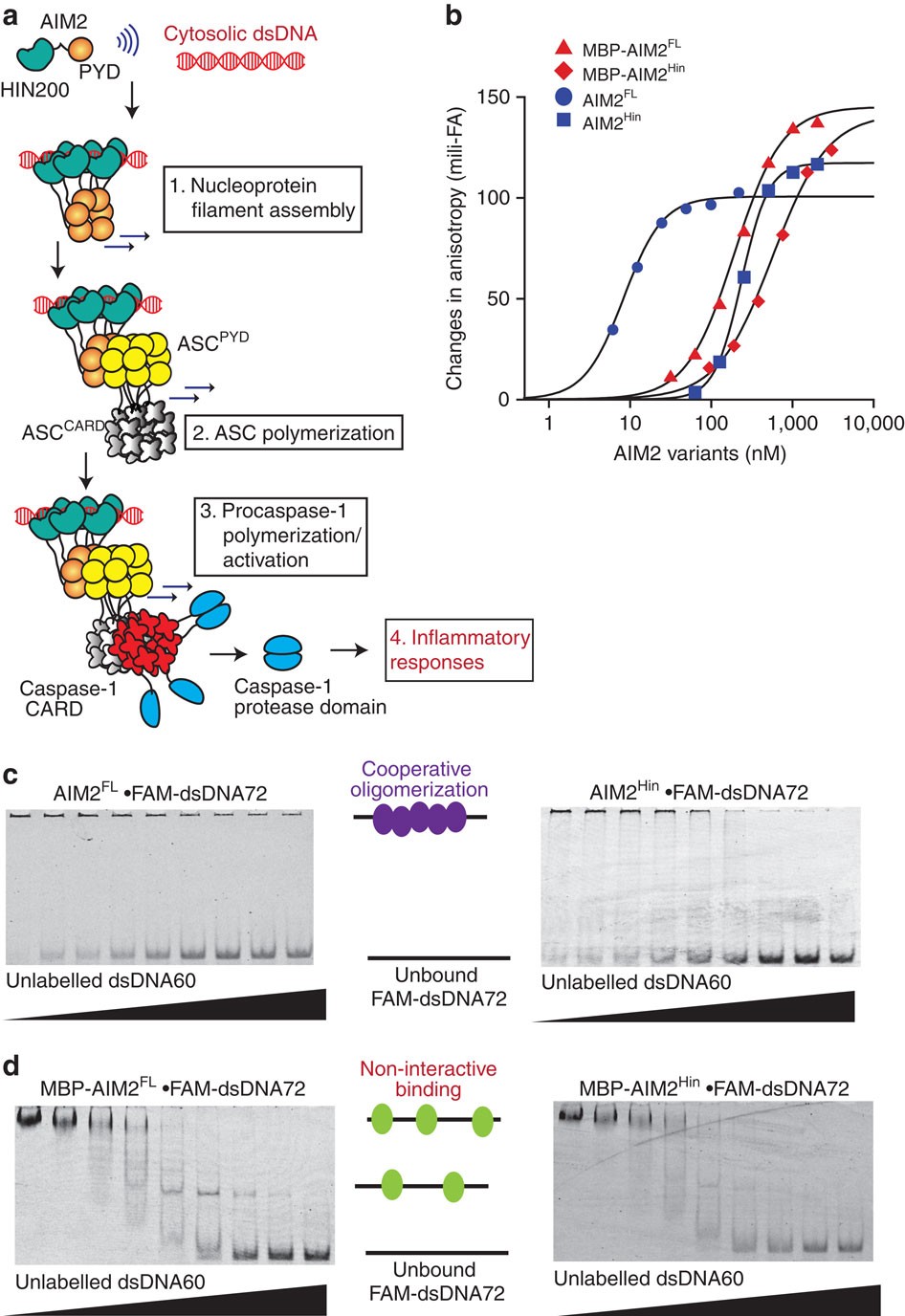 Assembly-driven activation of the AIM2 foreign-dsDNA sensor provides a  polymerization template for downstream ASC | Nature Communications