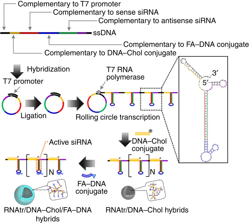 Design of a platform technology for systemic delivery of siRNA to tumours  using rolling circle transcription | Nature Communications
