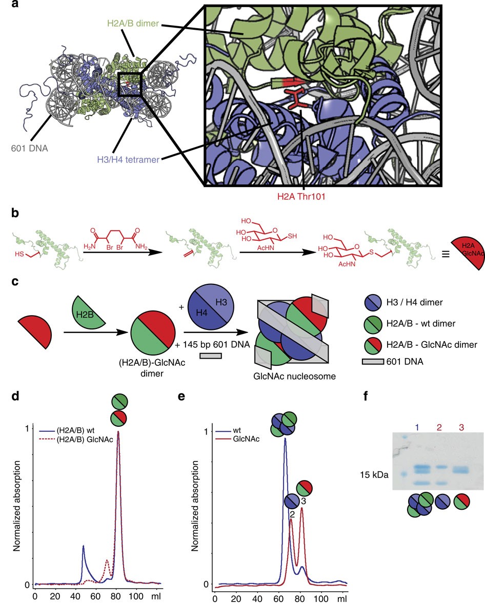 Generation Of A Synthetic Glcnacylated Nucleosome Reveals Regulation Of Stability By H2a Thr101 Glcnacylation Nature Communications