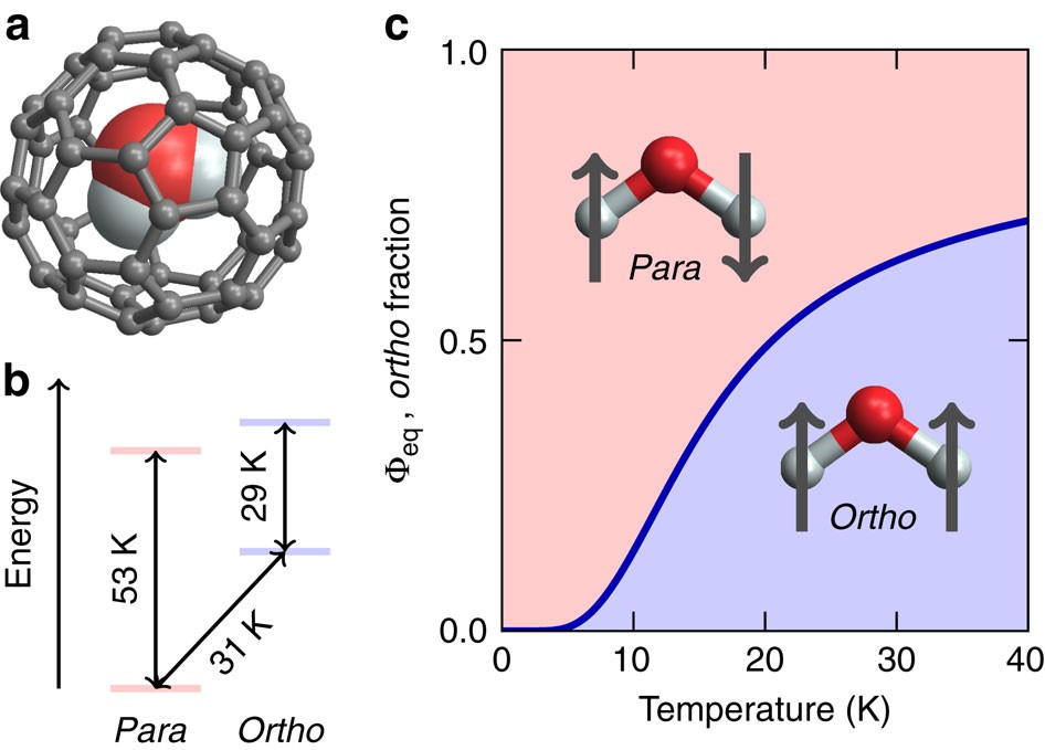 Figure 1: Ortho and para water inside C60.