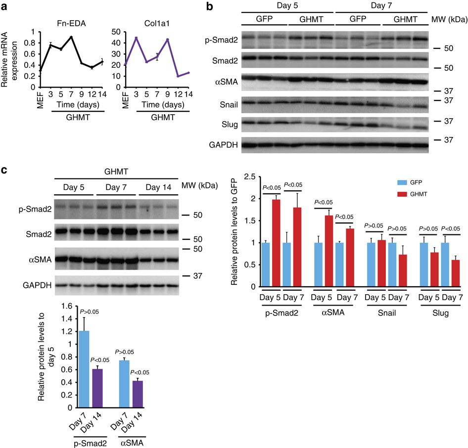 High-efficiency reprogramming of fibroblasts into cardiomyocytes requires  suppression of pro-fibrotic signalling | Nature Communications